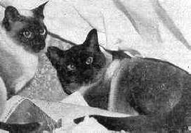 Foto uit een magazine uit 1950