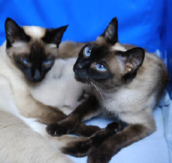 Paquita Juli 2007, moeder van haar vijfde nestje