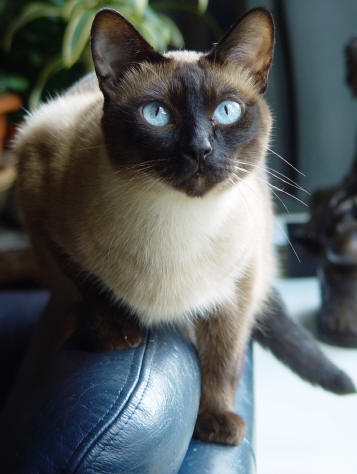 Julio de Cascabel, 3 1/2 jaar (Var�n x Paquita 2003)