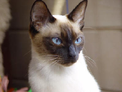 Zaza is nu net een jaar oud