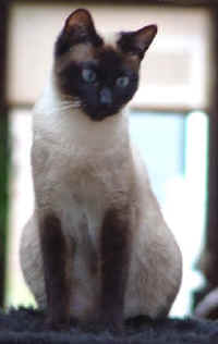 Pepita de Cascabel, februari 2002